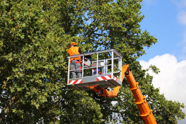 Best Utility Line Clearance  in Waverly, NY